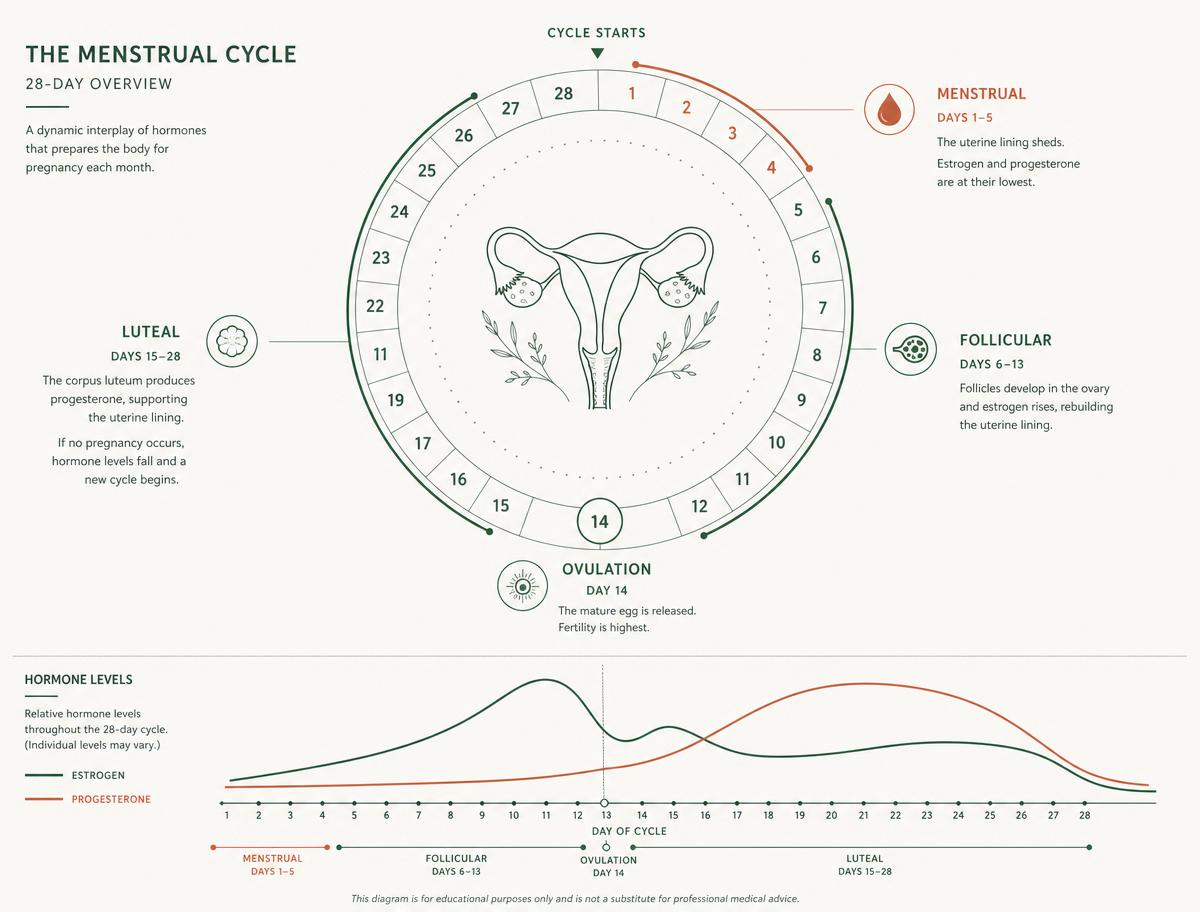 Diagram of the 28-day menstrual cycle with menstrual, follicular, ovulation and luteal phases and hormone curves